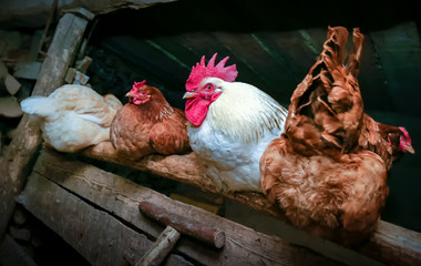 Rural barn, chicken coop. A flock of domestic chickens, led by a rooster, are preparing to sleep. There are four birds in the frame. Color image, natural colors.