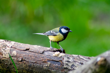 blue tit perched on a branch