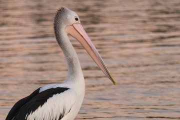 A large Australian Pelican on the beach in the evening near the Noosa River in Queensland, Australia.