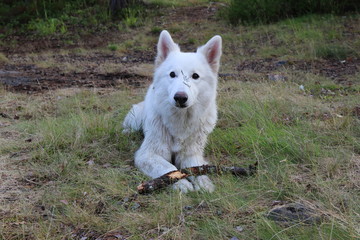 White dog with a stick in the forest