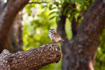 Owl on tree