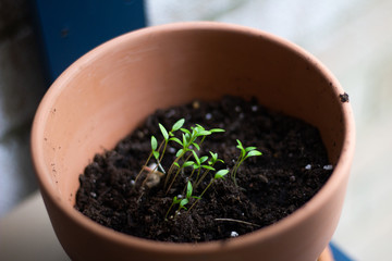 Plant in Clay  Pot