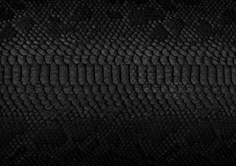 Snake skin background. Close up.