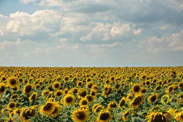 Bright yellow sunflowers on on blue sky background.
