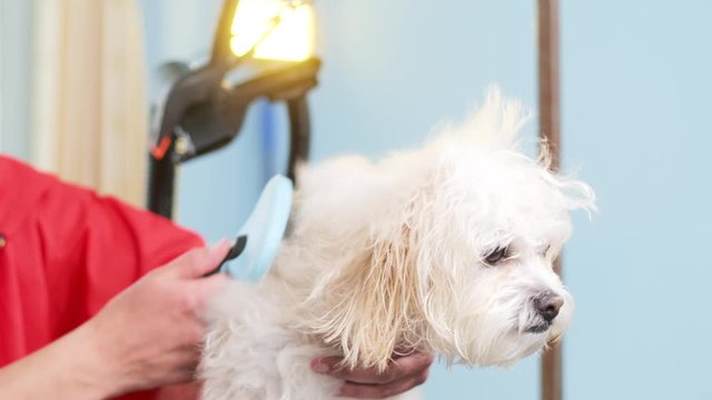 Groomer blows a hair dryer and combes the white dog. Slow motion. Blue background. Animal Bichon.