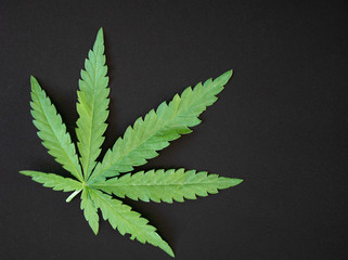 Young fresh leaf of marijuana on a black background. Dark background with place for text
