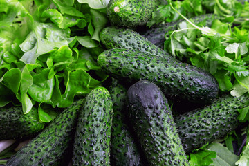 Green ripe cucumbers on a background of greenery. Organic products. Vegetarian still life. Juicy greens. Parsley, coriander, arugula and green onions.