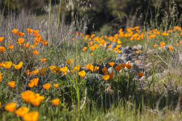 Path of California Poppies
