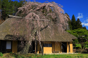 世界遺産　平泉　達谷窟毘沙門堂の桜
