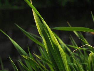 Grass 