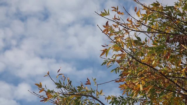 Cielo 2