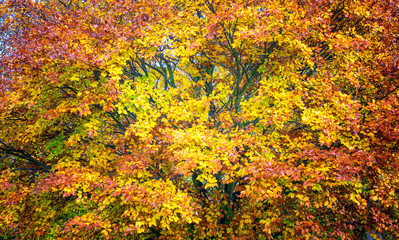 Closeup of a tree crown with vivid autumn colors