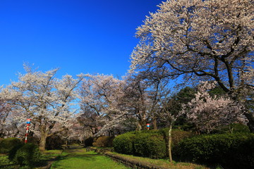 Fototapeta premium 春の水沢公園