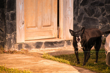 Perro viejo ladrando