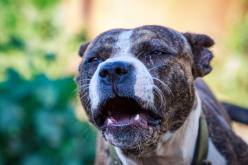 Muzzle of a large evil guard dog with large teeth close-up. The open jaws of a guard dog. Home Rottweiler guards the house.