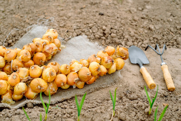 a bunch of onion bulbs with shovel on it and carried out for planting , cleaned and prepared onion bulbs, agriculture and gardening concept. Farmer in summer and spring.