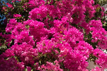 Bougainvillea glabra 'Sanderiana'
Mediterraner Strauch mit violetter Blütenpracht