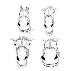 Four different heads of horse. Sketch art.