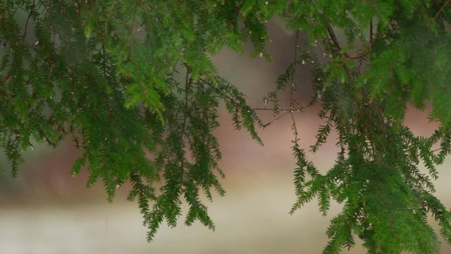 Rack focus from distant snow storm to hanging hemlock limbs