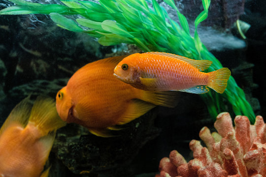 Aquarium with orange parrot fish (Red Parrot Cichlid) and red pseudotrophyus zebra mbunas fish.