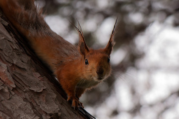 A portrait of a cute curious red squirrel on a textured pine trunk. Red squirrel, Sciurus vulgaris with a nature bacground