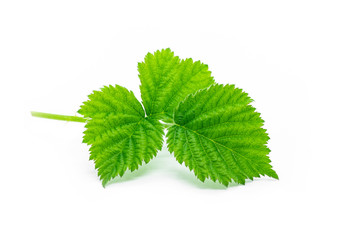 Fresh stinging nettle leaves isolated on white background, healthy food , alternative medicine for...