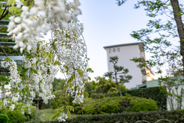 団地の公園に咲く藤の花　千葉県船橋市　日本