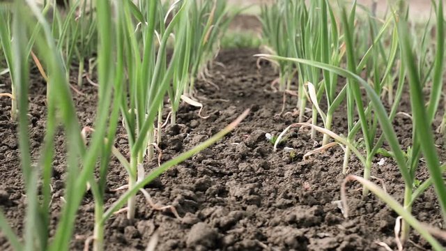 plant of garlic growing under spring season sunlight in farmland ground