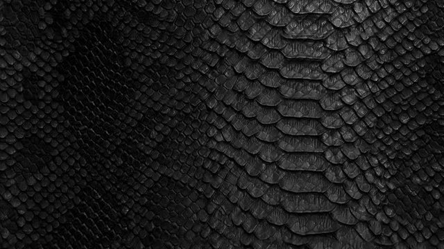 snake skin texture closeup background