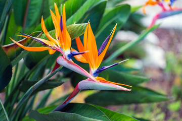 Bird of Paradise Flower in a Nature Garden, Abstract. Macro, shallow depth of field, texture...