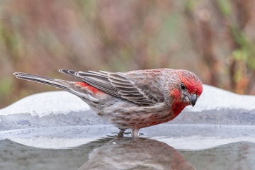 Male House Finch standing in a bird bath.