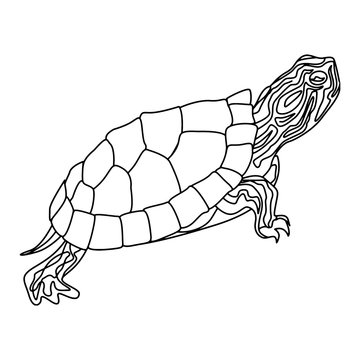 Turtle sea turtle logo. Isolated turtle on white background. Reptile