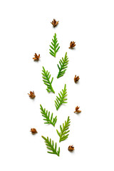 composition of a twigs of thuja and tiny cones isolated on a white background. Christmas card concept. vertical image