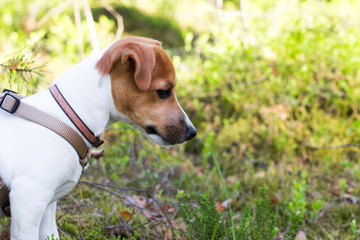 Charming pet Jack Russell Terrier stands on the green grass. Portrait of a small dog. Look away.