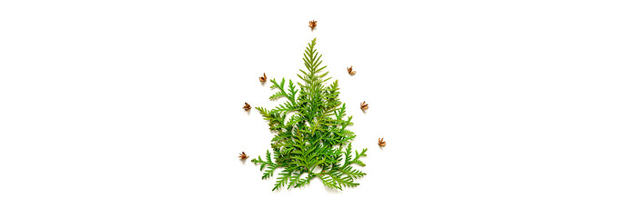 composition of twigs of thuja and tiny cones in the shape of a Christmas tree, isolated on a white background. Christmas card concept. banner