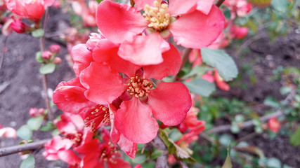 Fototapeta na wymiar Blooming bright red and pink flowers of Japanese quince, Chaenomeles. Photo without retouching. Life goes on!