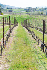 Fototapeta premium Close-up of early spring grapevines and green grass in vineyard in the Okanagan Valley