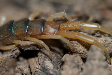 Close up of the final segments of a Canarian centipede Scolopendra valida. Las Brujas Mountain. Integral Natural Reserve of Inagua. Gran Canaria. Canary Islands. Spain.