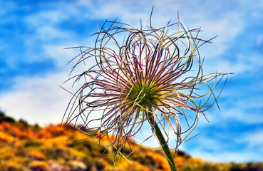 Fototapeta premium Blossomed pasque flower in spring against the sky in the garden.