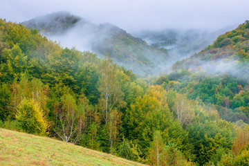 forest on mountain in mist at sunrise.  autumn landscape with rural fields on an overcast weather day. mysterious nature background