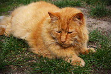 Naklejka na ściany i meble Red fluffy cat lying on green grass on sunny day