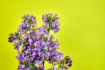 Small, blooming lilac flowers in spring on a yellow background.