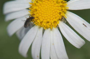 Obraz premium Beetle feeding on a marguerite Argyranthemum adauctum canariense. Pajonales. Integral Natural Reserve of Inagua. Gran Canaria. Canary Islands. Spain.