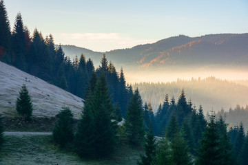 forest landscape in fog. mountain behind the glowing mist in valley. pine trees silhouettes on the hills in front of a sunny autumn scenery