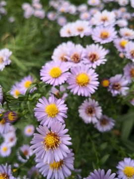 flowers in the garden