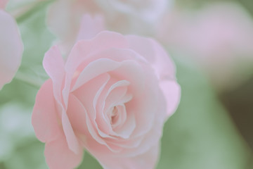 Fototapeta na wymiar Closed Up Rose Flower on Japanese vintage style