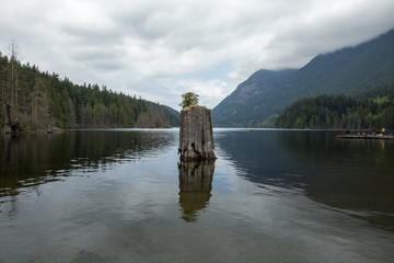 tree trunk on Buntzen Lake in the mountains of British Columbia, Canada
