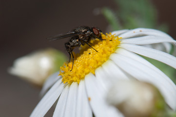 Fly feeding on a marguerite Argyranthemum adauctum canariense. Pajonales. Integral Natural Reserve of Inagua. Gran Canaria. Canary Islands. Spain.