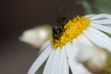 Fly feeding on a marguerite Argyranthemum adauctum canariense. Pajonales. Integral Natural Reserve of Inagua. Gran Canaria. Canary Islands. Spain.