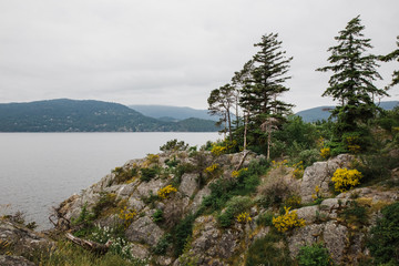 pine trees and spring flowers on shore at Whytecliff Park in West Vancouver, BC Canada